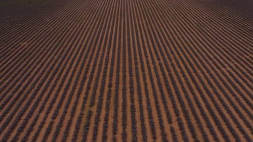 Aerial view of lavender fields stretching across Provence plateau