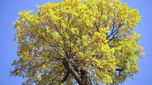 Brilliant Autumn Tree Against Blue Sky
