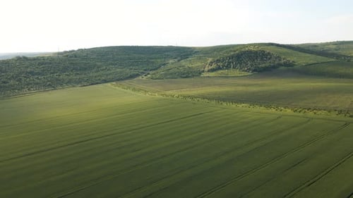 Aerial View of Flying Over Beautiful Natural Wheat Field
