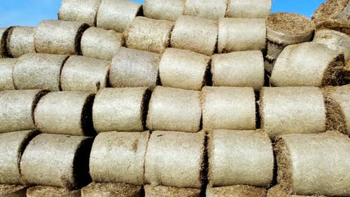 Many Bales Rolls Dry Straw After Wheat Harvest on Field Bales in Form of Rolls