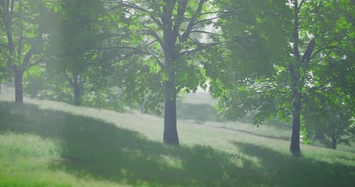 Green Trees and Grass Gently Swaying in Sunlit Forest