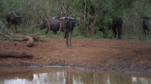 Wildebeest and Rhinos in bush near African pond, one Gnu drinks water