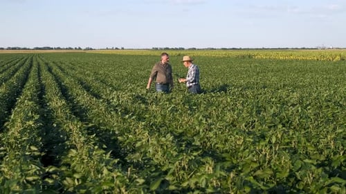 Two farmers in a field examining soy crop.