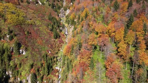 Faszinierender Herbstwald