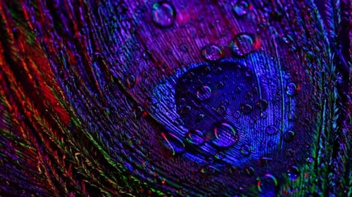 Extreme Close Up of Peacock Feather With Water