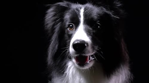 Young border collie dog is sitting and looking around, close up