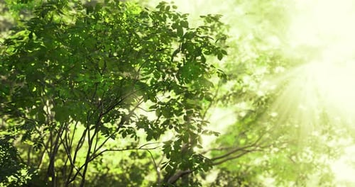 Sunlight Filtering Through Lush Green Leaves in a Tranquil Forest