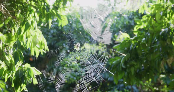 Rack focus showing 3 different spiders in their webs waiting for prey ...