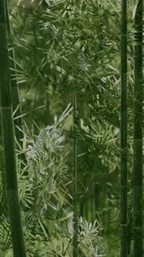 Green Bamboo in the Fog with Stems and Leaves