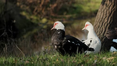 A group of domestic ducks rests and basks in the sun by the river. Bird, free range.
