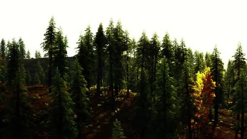 Lush Green Pine Forest with Golden Autumn Trees Panorama