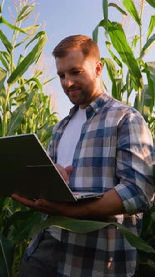 Man uses laptop in a sunny cornfield