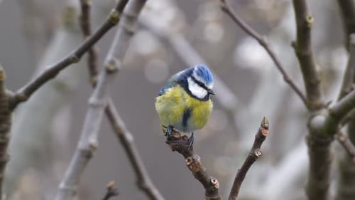 Blaumeise