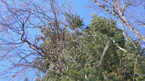 Mixed Deciduous and Conifer Branches Form Rustling Bundle