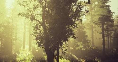 Sunlight Filtering Through Trees in a Serene Forest During Early Morning Hours