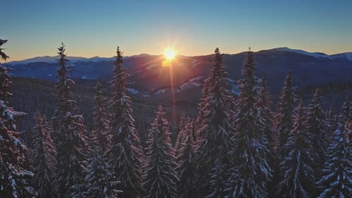 Sun Shining Over Snowy Pine Trees in Mountain Forest at Dawn