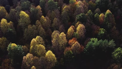 Luftaufnahme, Schönheit der Natur, bunter Herbst, sonnenbeschienener Wald, Baumkronen