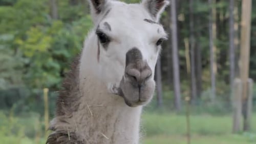 Tête rapprochée d'un lama brun et blanc à l'air curieux dans la nature