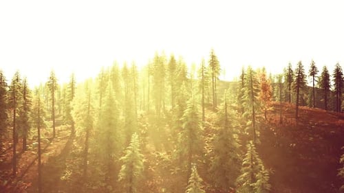 Sunlight Filtering Through Tall Pine Trees in a Serene Forest Landscape