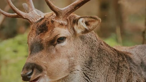 Fallow Deer Or Dama Dama Grazes In Autumn Forest Close Up Deer