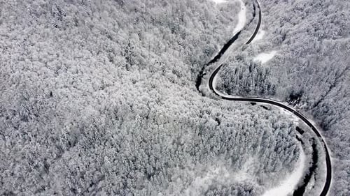 Aerial Shot of a Winding Road with Moving Cars in a Winter Spruce Forest