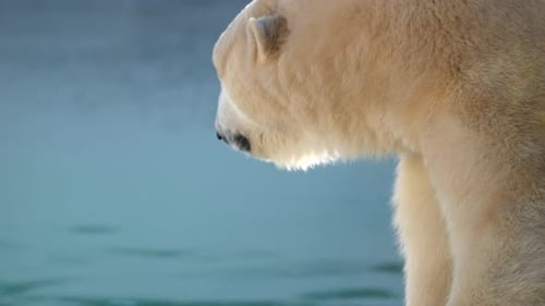 Majestic Polar Bear Gazes at Morning Water in National Park Highlighting Arctic Wildlife
