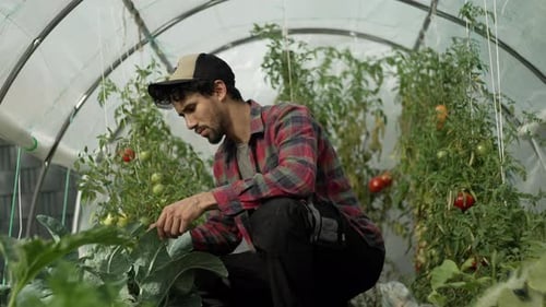 Young Adult tending Plants Inside Greenhouse