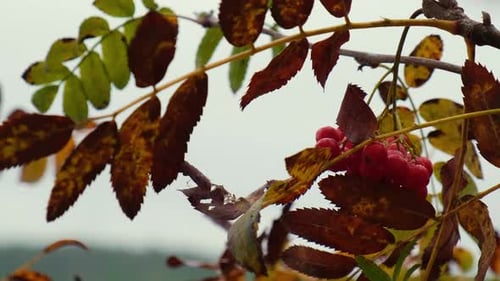 Herbstzweig mit Beeren Rote Vogelbeere wiegt sich im Wind im Regen