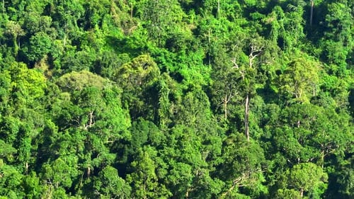 Sunlight filters through a lush canopy of trees in a tropical rainforest.