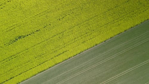 Aerial View of Yellow Flower and Green Fields