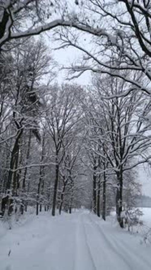 Smooth Flight Over Snowy Road in a Cold Winter Forest