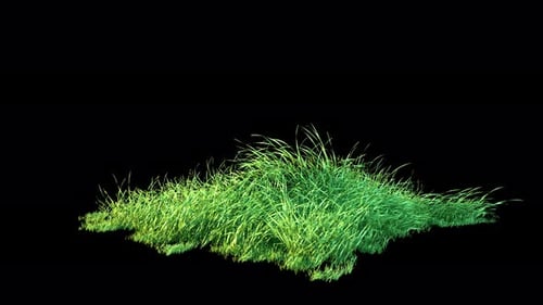 Grass Wind Noise Loop on Alpha 4K