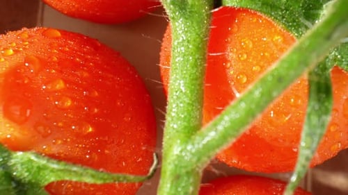A close-up of a ripe tomato glistening with droplets of water