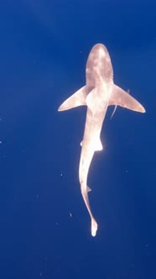Silky shark swims through open ocean - from above - vertical video