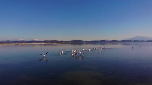 Pink Flamingos in the Lake A Flock of Pink Flamingos Against the Backdrop of a Beautiful Landscape