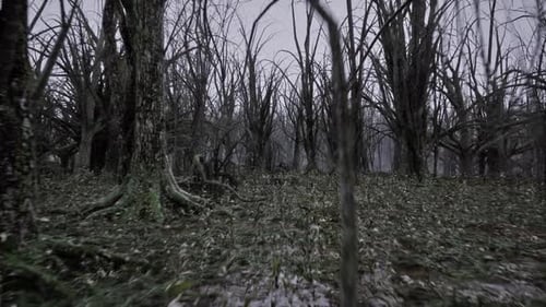 Rainy Dead Forest