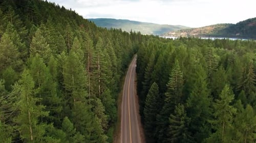 Aerial Top Down View Forest Road 4K