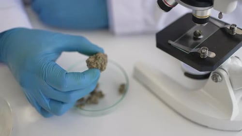 Scientist research cannabis at laboratory room.