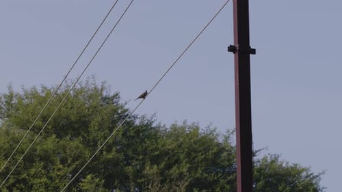 Bird Perched on Cable Wire on Clear Day