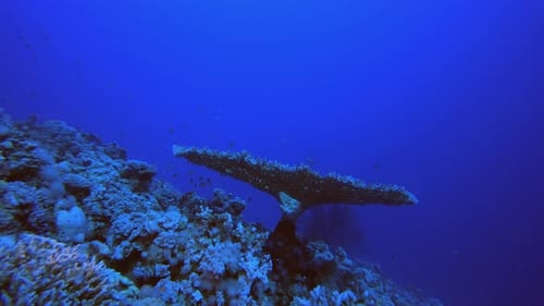 Blue Sea Red Corals Reef