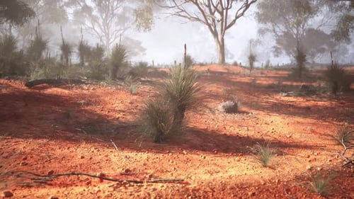 Trees Overlooking Dirt Field