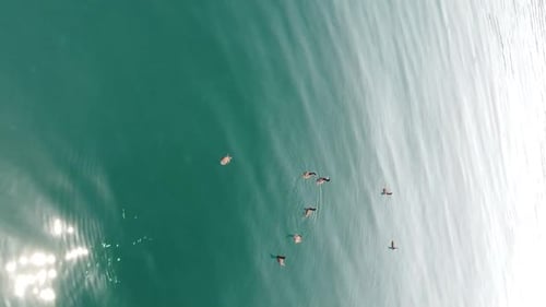 Aerial View of Dolphins Slowly Swimming in Crystal Clear Turquoise Waters Group of Endemic Marine
