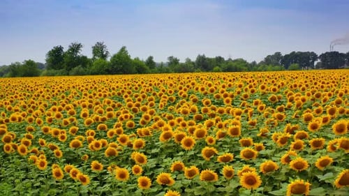 Amazing view of yellow sunflowers. Agriculture field with blooming sunflowers at sunlight.