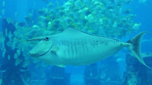 Weißmargin-Einhornfisch (Naso annulatus), ein tropischer Rifffisch