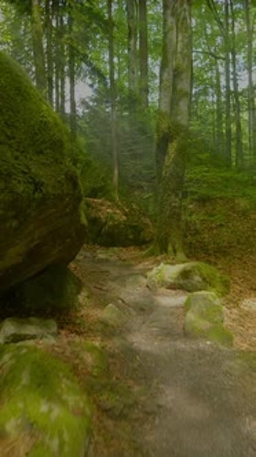 A Serene Forest Pathway That is Beautifully Surrounded By Lush Greenery and Natures Splendor