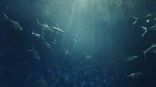 Fish in sea and rays of sun underwater