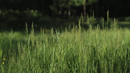 Close Up of a Green Grass Blowing Against the Wind at a Beautiful Sunrise Slow Motion Summer