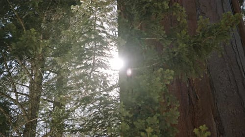 Rayons de soleil éclatants entre les branches des arbres
