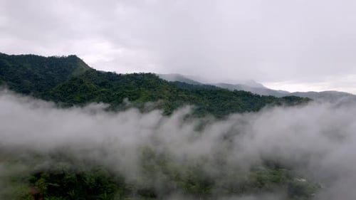 Slow rotating shot flying alongside thick fog above a dense forest