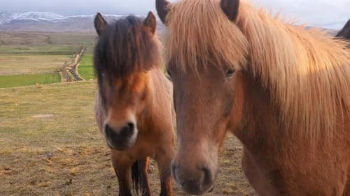 Nahaufnahme von zwei Islandpferden, Ponys, beleuchtet von einem Sonnenuntergang in Island.